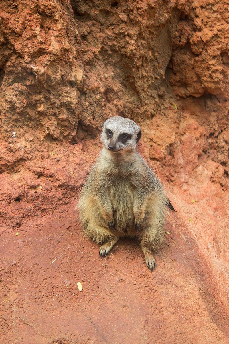 oposom