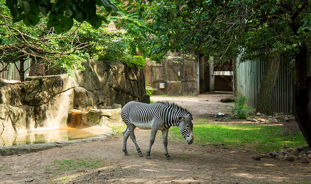 zebra